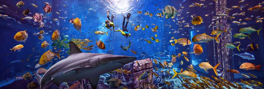Dubai: The Lost Chambers Aquarium Snorkeling Experience - The briefing and equipment fitting