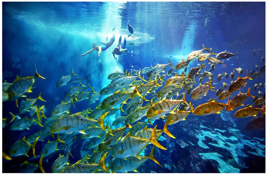Dubai: The Lost Chambers Aquarium Snorkeling Experience - Arriving at The Lost Chambers Aquarium