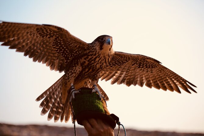 Evening Desert Safari Abu Dhabi with Hot BBQ Dinner - Sandboarding, skiing, and the optional quad bike