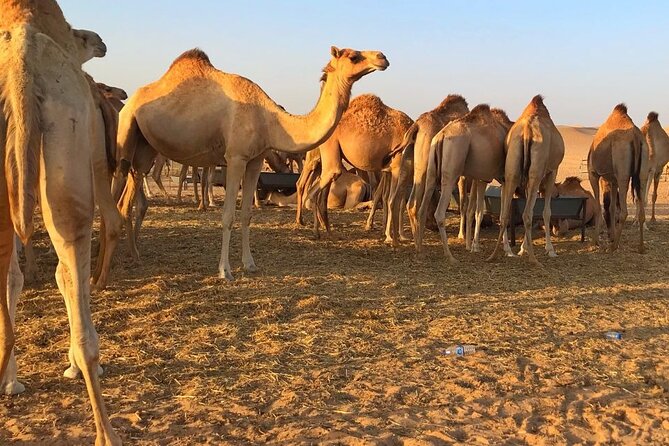 Evening Desert Safari Abu Dhabi with Hot BBQ Dinner - An Arabian-style camp after sunset