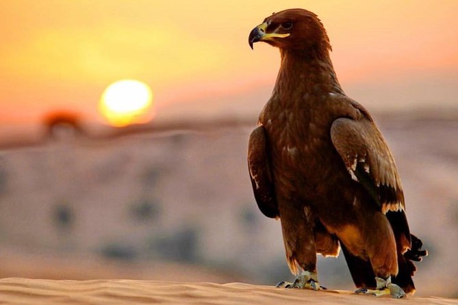 Evening Red Dunes Desert Safari: BBQ Dinner & Adventure Awaits! - Why this safari works well for a first Dubai desert outing
