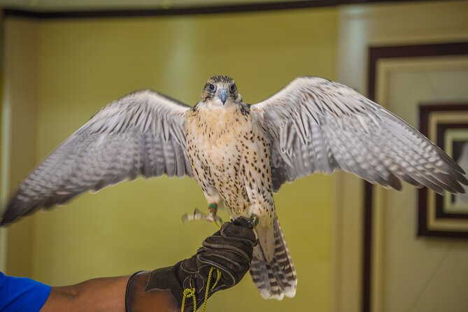 Falcon Hospital Tour Abu Dhabi - Is the $118.37 price good value?