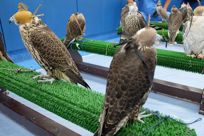 Falcon Hospital Tour Abu Dhabi - The hospital treatment is the most memorable part