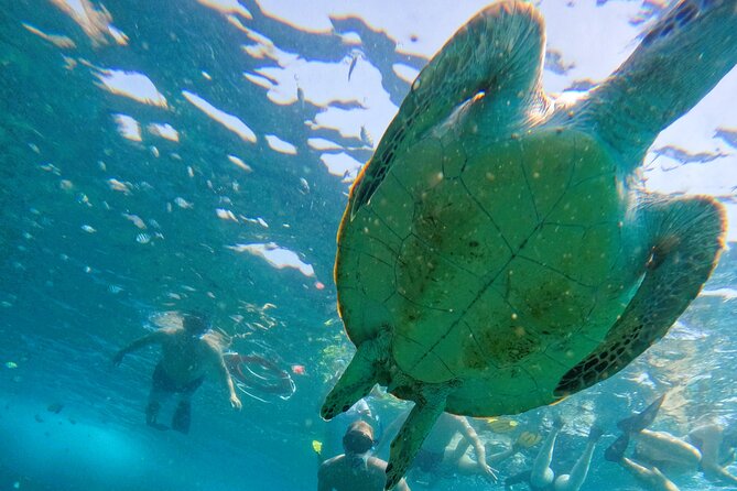 From Abu Dhabi: Snorkeling with turtles in Fujairah with BBQ - The 6am departure from Abu Dhabi