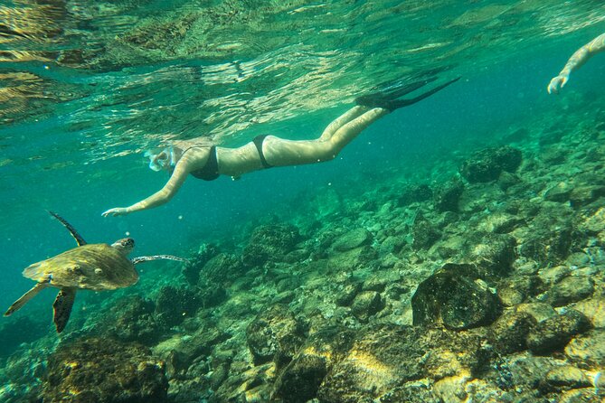 From Abu Dhabi: Snorkeling with turtles in Fujairah with BBQ - Is $195.09 a fair price?