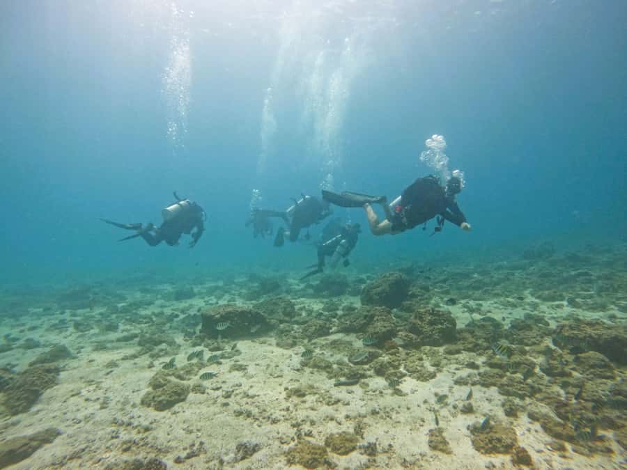 From Dubai: 2 Dives for Certified Divers with BBQ & Transfer - Is $160 a fair price?