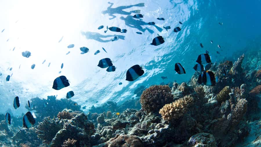 From Dubai: Discovery Scuba Diving & Snorkeling In Fujairah - The first 10-meter scuba session