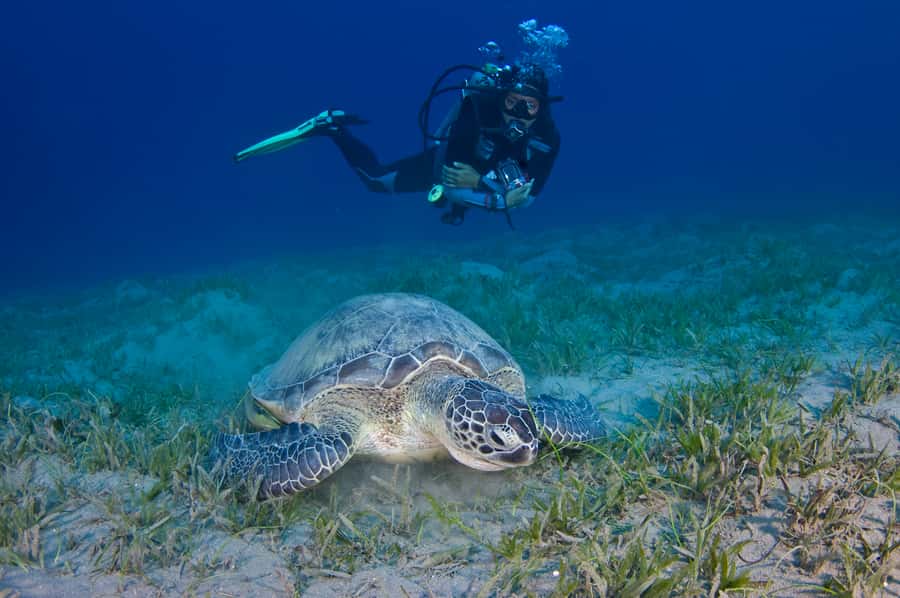 From Dubai: Fujairah Half-Day Scuba Dive and Snorkeling - What beginners can expect underwater