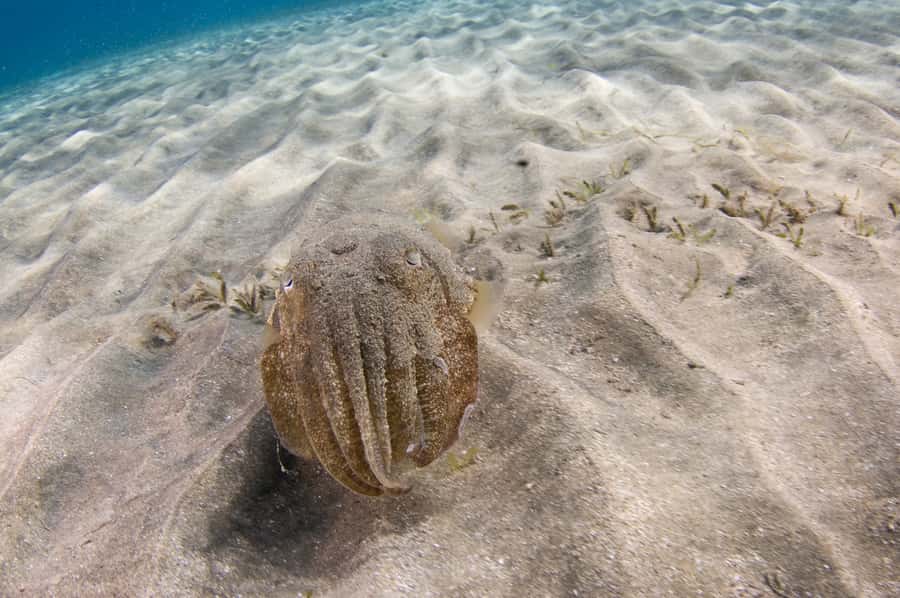 From Dubai: Fujairah Half-Day Scuba Dive and Snorkeling - Timing, food, and the return to Dubai