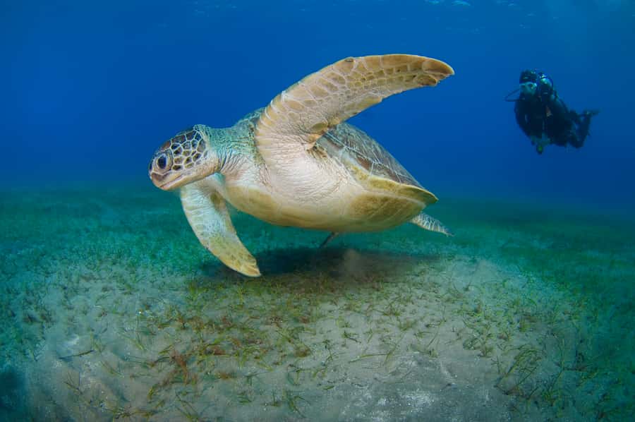 From Dubai: Fujairah Half-Day Scuba Dive and Snorkeling - Who should book this Fujairah outing?