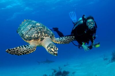 Fujairah Scuba Dive and Snorkeling