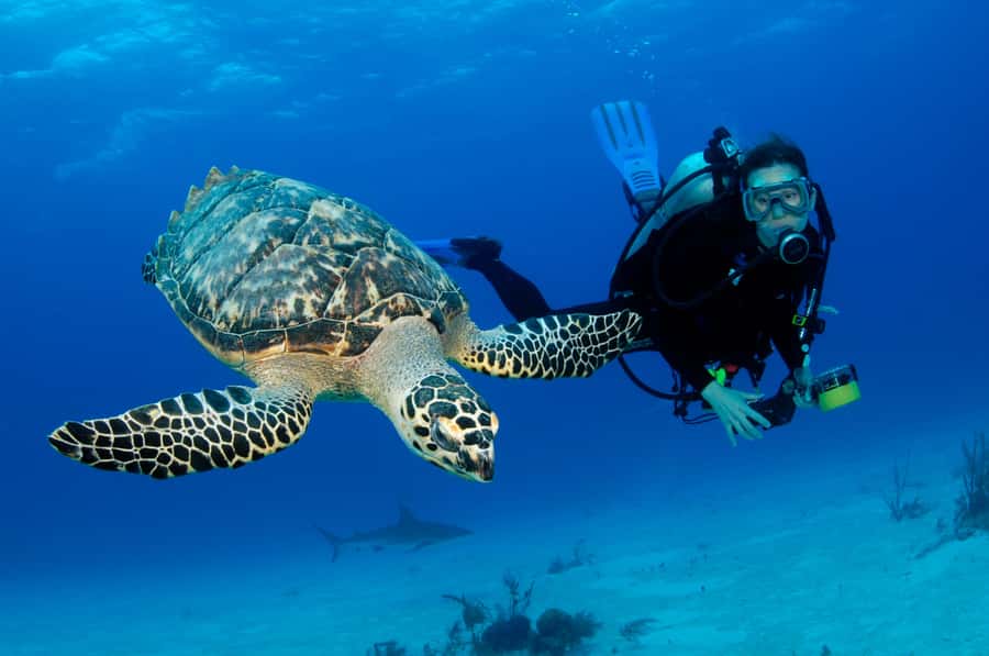 From Dubai: Fujairah Scuba Dive and Snorkeling - The morning transfer from Dubai to Fujairah