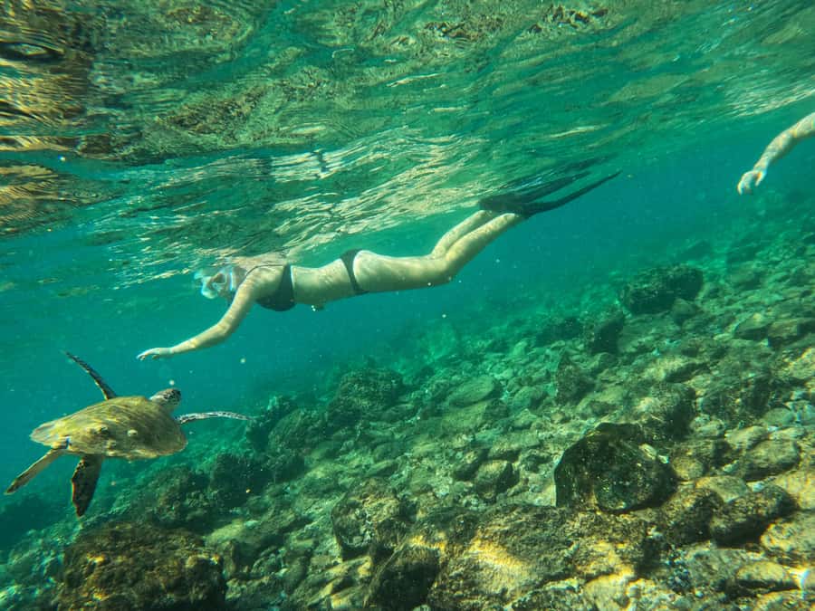 From Dubai: Fujairah Snorkeling with Turtles, Transfer & BBQ - Two hours from Dubai for turtles and reef fish