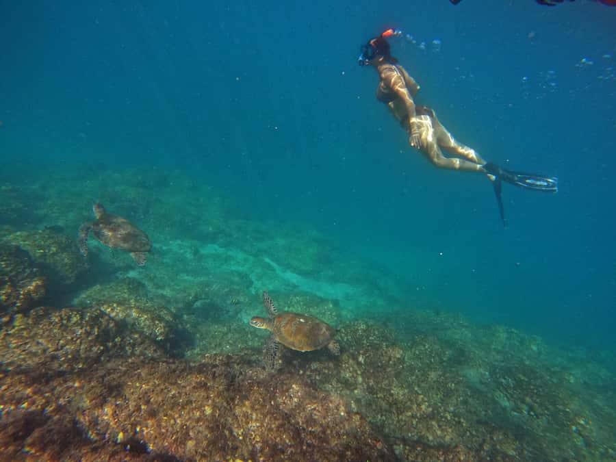 From Dubai: Fujairah Snorkeling with Turtles, Transfer & BBQ - Snoopy Island: the first look beneath the surface