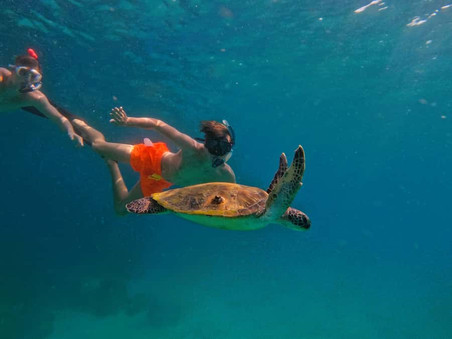 From Dubai: Fujairah Snorkeling with Turtles, Transfer & BBQ - What the 42-foot boat adds to the day