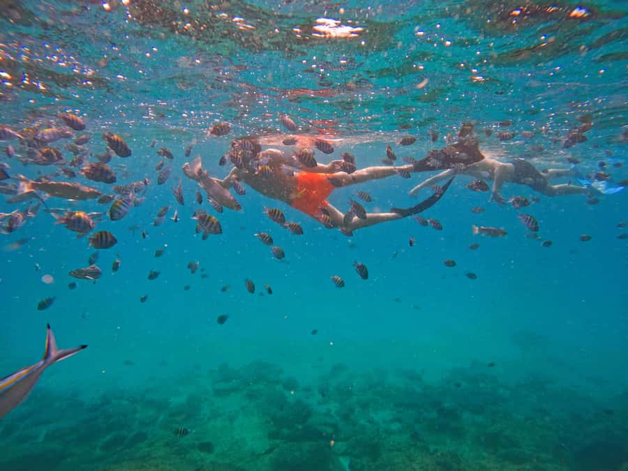 From Dubai: Fujairah Snorkeling with Turtles, Transfer & BBQ - Khorfakkan Waterfall and Amphitheatre