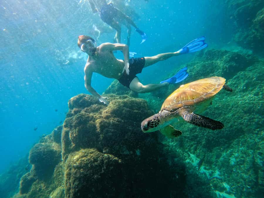 From Dubai: Fujairah Snorkeling with Turtles, Transfer & BBQ - Best time, best group, and who should book