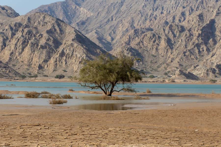 From Dubai: Jabel Jais High Mountain Tour with Transfers - Who will enjoy this mountain morning