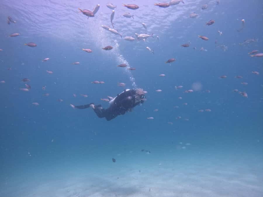 From Dubai: Try Scuba Diving, Snorkeling with BBQ & Transfer - Key points before you book