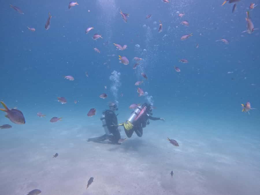 From Dubai: Try Scuba Diving, Snorkeling with BBQ & Transfer - Snoopy Island and the first underwater session