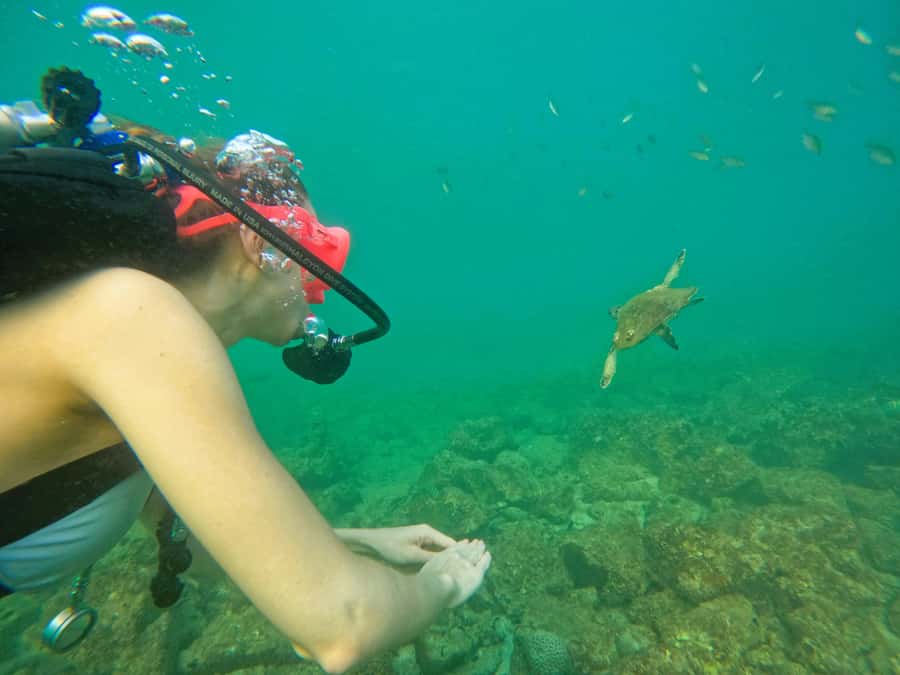 From Dubai: Try Scuba Diving, Snorkeling with BBQ & Transfer - Snorkeling at Sharm Rocks