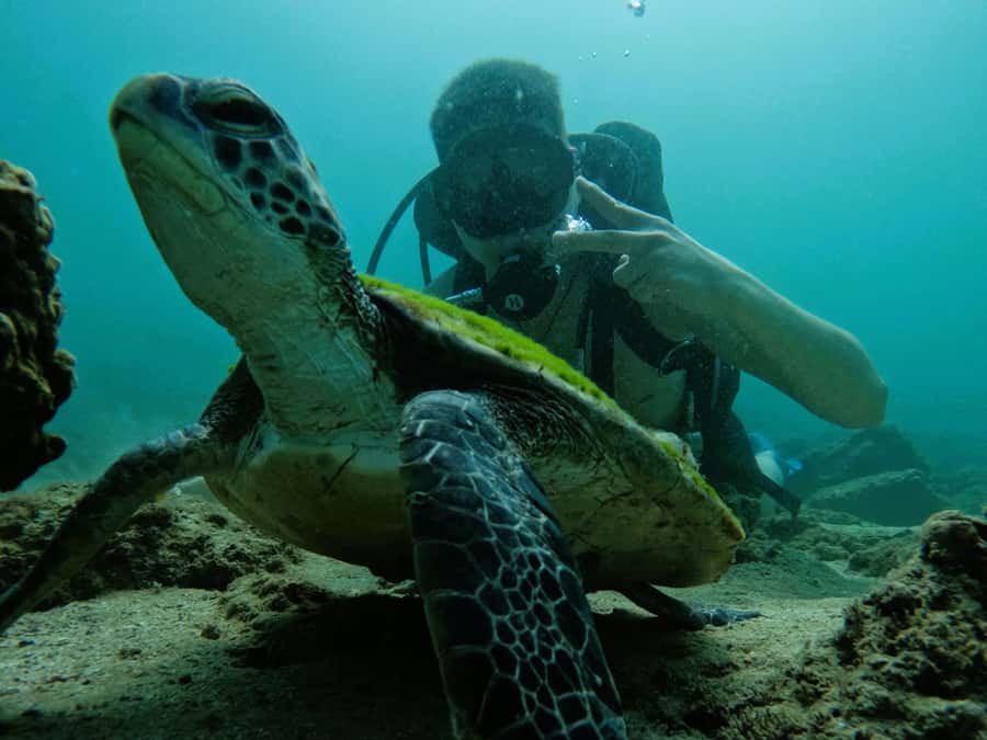 From Dubai: Try Scuba Diving, Snorkeling with BBQ & Transfer - Three short sightseeing stops on the return