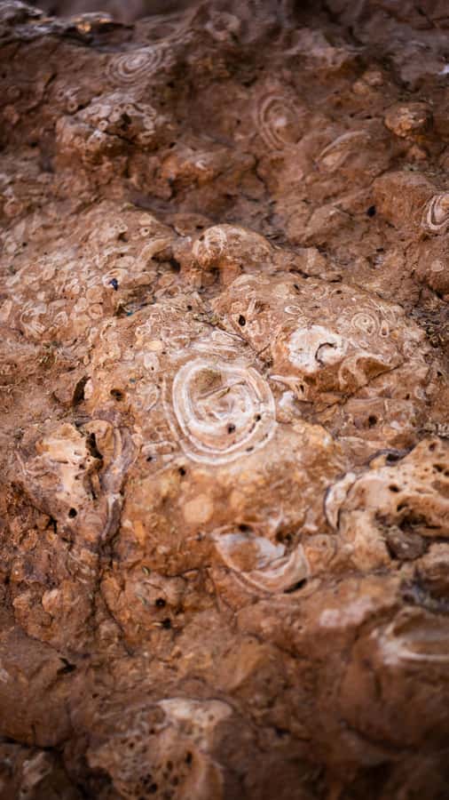 From Dubai: Zerzura Dune Buggy Experience & Fossil Discovery - The one-hour buggy session in the red desert