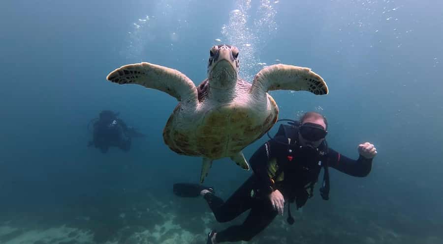 Fujairah: 2 Fun Dive Experience for Certified Divers - Key points to know before booking