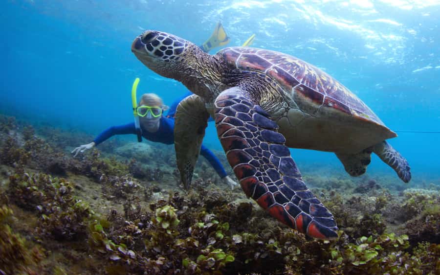 Fujairah: Snorkeling and Watersports at Snoopy Island - Key points to know before you go