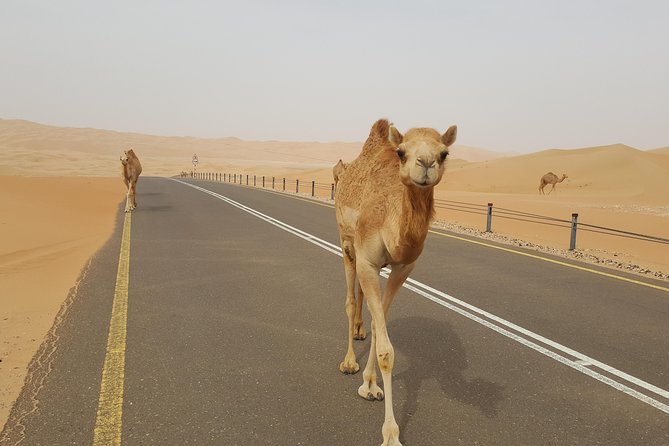Liwa Oasis Desert Drive from Abu Dhabi - Off-road 4x4 driving across the orange dunes
