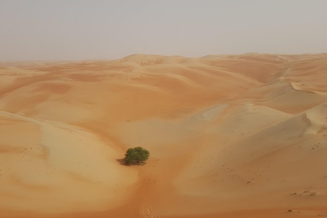 Liwa Oasis Desert Drive from Abu Dhabi - Looking for gazelles, rabbits, lizards, and camels