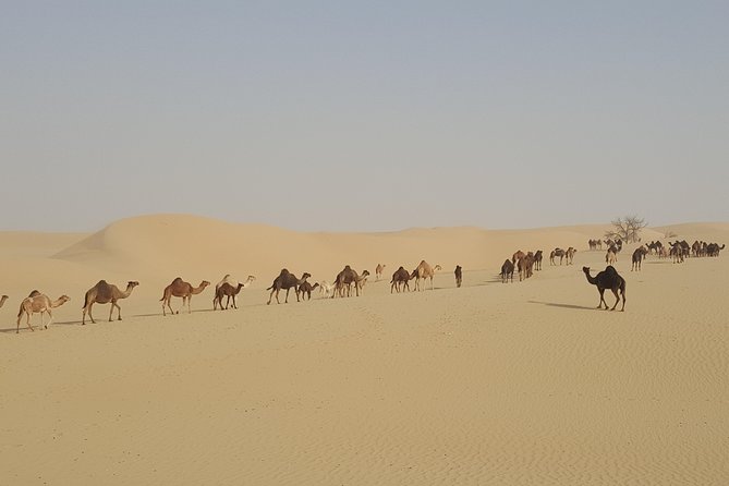 Liwa Oasis Desert Drive from Abu Dhabi - What kind of day should you expect?
