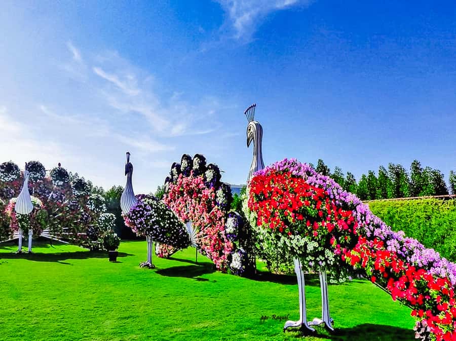 Miracle Flora & Fauna Marvels at Miracle Garden - Flower-covered aircraft, animals, and giant displays