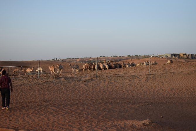 Morning Desert Safari with Camel Ride & Sand Boarding - A camel ride near desert farms