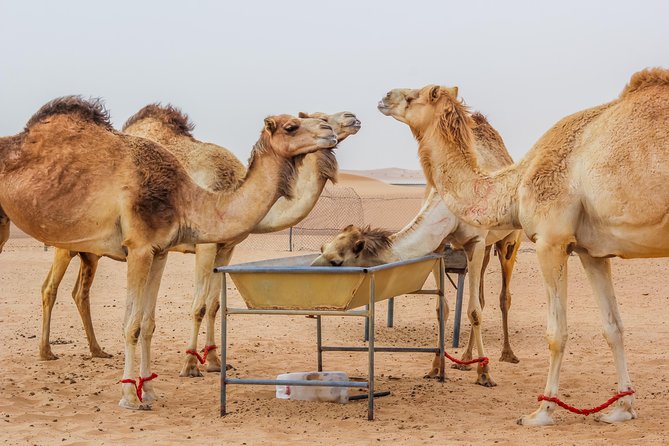 Morning Dubai Desert Safari with Camel Ride & Sand boarding - Sand boarding, the easiest extra thrill