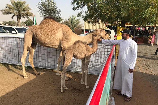 Morning Dubai Desert Safari with Sand boarding and Camel Ride - The optional 20 to 30-minute quad-bike upgrade