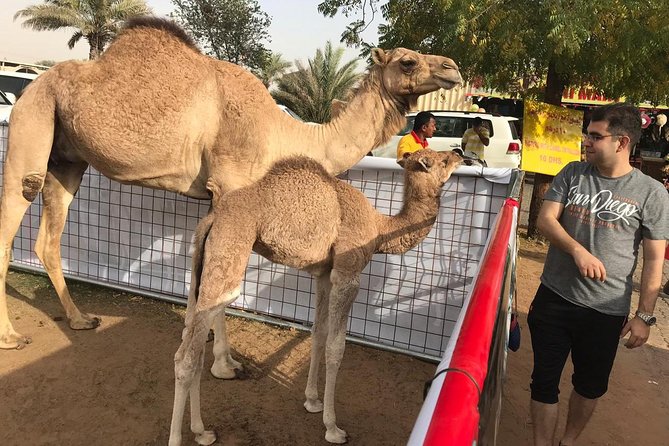 Premium Dubai Desert Safari and Quad Bike Ride - Sandboarding, photos, and a short camel ride