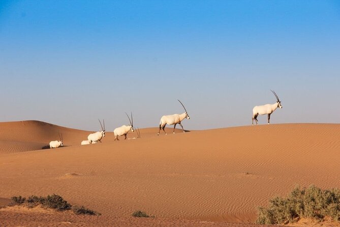 Premium Dubai Desert Safari Experience - Practical tips for a smoother evening