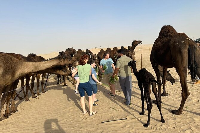 Private Abu Dhabi Sunset Desert Safari with Sand Boarding - A 3:00 pm pickup and the ride into the desert