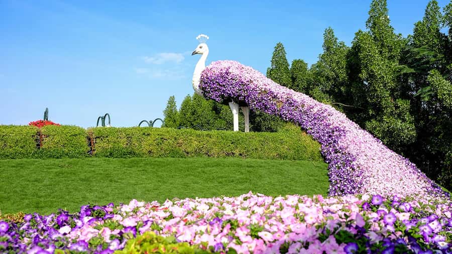 Private Dubai Frame & Miracle Garden Trip with Transfer - Dubai Frame: a fast lesson in old and new Dubai