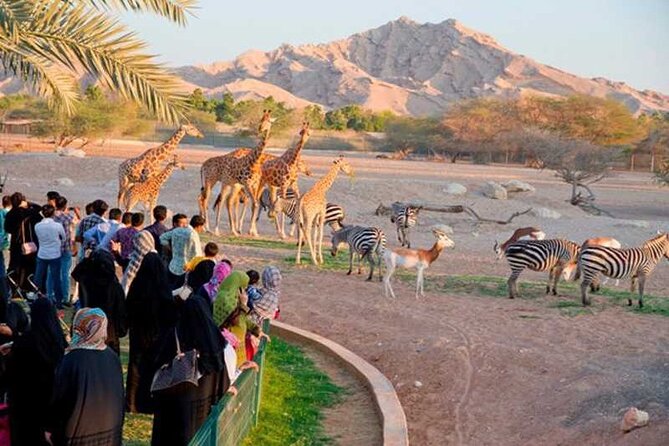 Private Garden City Tour with Zoo Ticket at Al Ain - Al Ain Oasis: palms, shade, and the falaj system