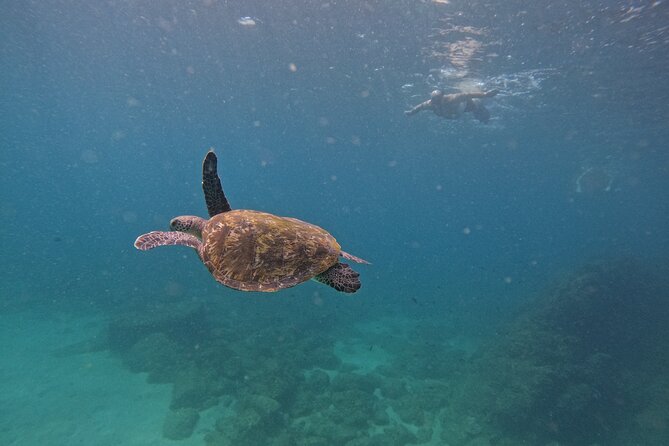 Private Snorkeling with turtles with BBQ food - Key points to know before booking