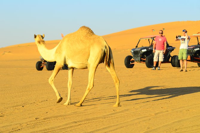 Ras Al Khaimah: Afternoon Desert Safari and BBQ Dinner - Sunset from a high dune