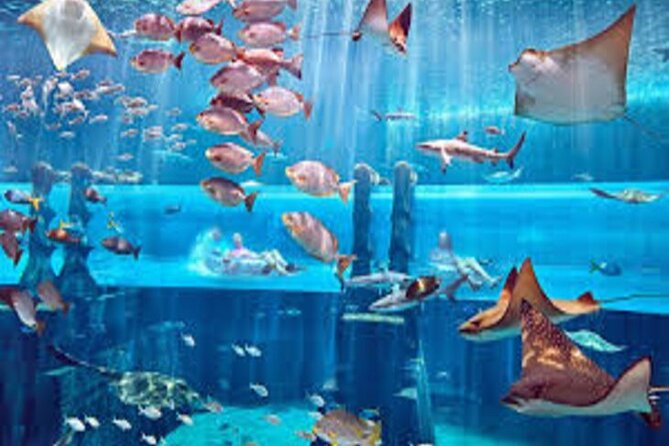 Skip The Line : Atlantis Lost Chambers Aquarium - Getting there and handling the ticket