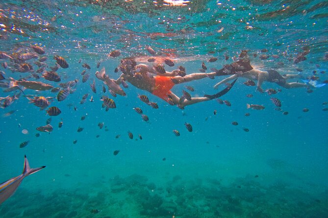 Snorkeling with turtles in Fujairah with BBQ lunch - Three hours of snorkeling around Fujairah’s coast