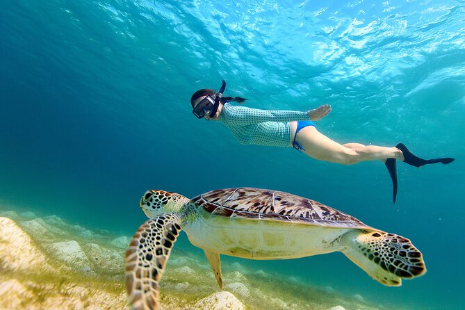 Snorkeling with turtles in Fujairah with BBQ lunch - Sharm Rocks and the value of a second site
