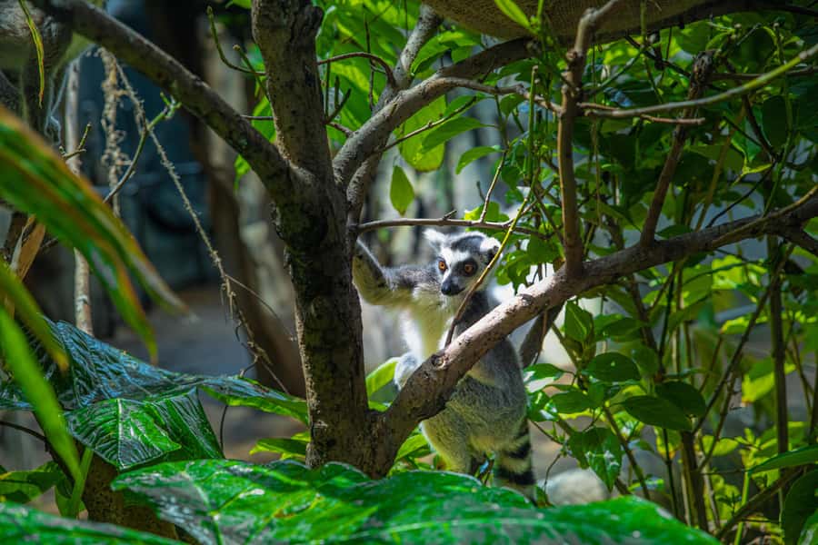 The Green Planet - Dubai's Unique Indoor Rainforest - Key points to know before you go
