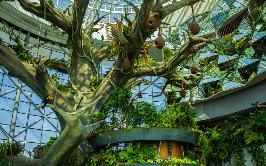 The Green Planet - Dubai's Unique Indoor Rainforest - Sloths, reptiles, and the Bat Cave