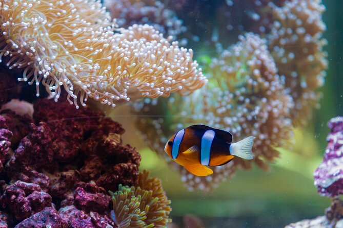 The National Aquarium Abu Dhabi Admission Tickets - What the experience does well