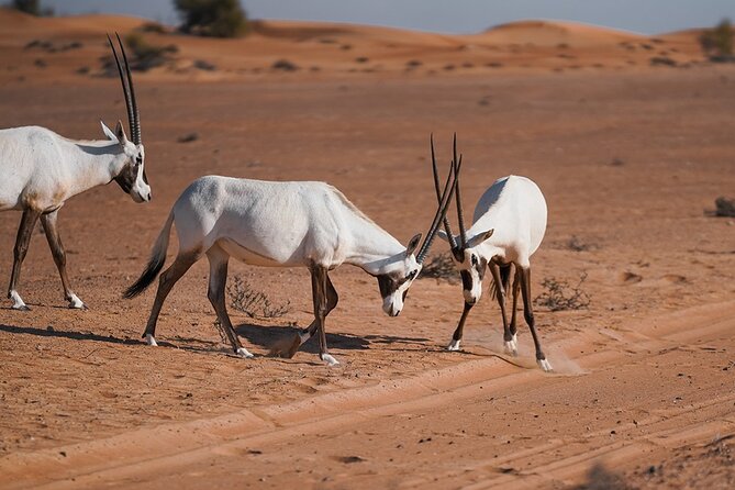 VIP Dubai Sunset Desert Safari: Camel Ride, BBQ, Unlimited Spirit - Premium BBQ dinner in the VIP majlis